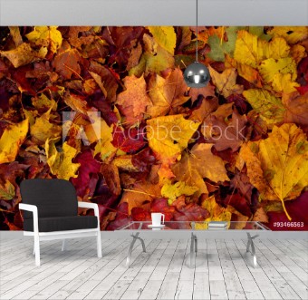 Bild på Fall colors 